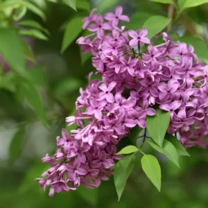 Old Fashioned Lilac Bush - Purple Spring Flowers - Hardy Shrub - 10 to 14 inch Size