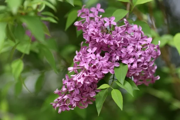 Old Fashioned Lilac Bush - Purple Spring Flowers - Hardy Shrub - 10 to 14 inch Size