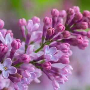 Old Fashioned Lilac Bush - Purple Spring Flowers - Hardy Shrub - 10 to 14 inch Size