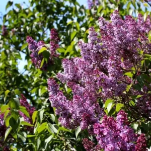 Old Fashioned Lilac Bush - Purple Spring Flowers - Hardy Shrub - 10 to 14 inch Size