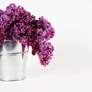 Old Fashioned Lilac Bush - Purple Spring Flowers - Hardy Shrub - 10 to 14 inch Size