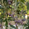 Olive Frantoio Tree Plant - 2 Feet Tall - 6 Inch Pot - Fruit Tree