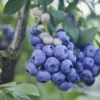 O'neil Blueberry Plant Live - Sweet Bush for Patio and Garden - 4 to 6 Inch