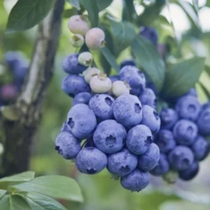 O'neil Blueberry Plant Live - Sweet Bush for Patio and Garden - 4 to 6 Inch