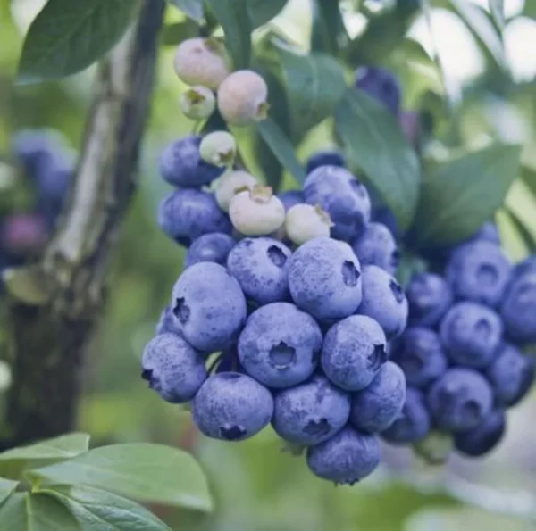 O'neil Blueberry Plant Live - Sweet Bush for Patio and Garden - 4 to 6 Inch