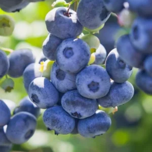 O'neil Blueberry Plant Live - Sweet Bush for Patio and Garden - 4 to 6 Inch