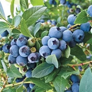 O'neil Blueberry Plant Live - Sweet Bush for Patio and Garden - 4 to 6 Inch