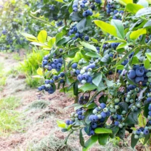 O'neil Blueberry Plant Live - Sweet Bush for Patio and Garden - 4 to 6 Inch