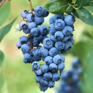O'neil Blueberry Plant Live - Sweet Bush for Patio and Garden - 4 to 6 Inch
