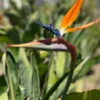 Orange Bird of Paradise Plant 5-Pack - 3 Inch Potted Strelitzia Reginae - Tropical Flowers