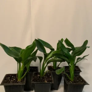 Orange Bird of Paradise Plant 5-Pack - 3 Inch Potted Strelitzia Reginae - Tropical Flowers
