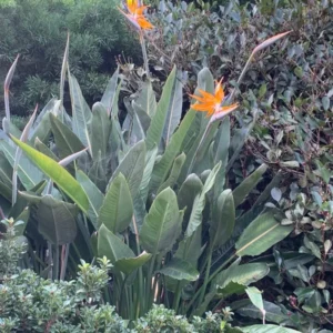 Orange Bird of Paradise Plant 5-Pack - 3 Inch Potted Strelitzia Reginae - Tropical Flowers