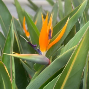 Orange Bird of Paradise Plant 5-Pack - 3 Inch Potted Strelitzia Reginae - Tropical Flowers