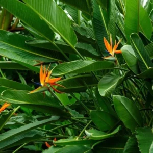 Orange Bird of Paradise Plant 6pk - 3 Inch Tropical Flower