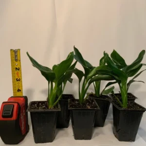 Orange Bird of Paradise Plant 6pk - 3 Inch Tropical Flower