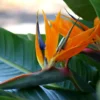 Orange Bird of Paradise Plant - Strelitzia Reginae - Tropical Flower - Rose Pot