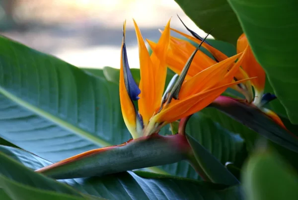 Orange Bird of Paradise Plant - Strelitzia Reginae - Tropical Flower - Rose Pot