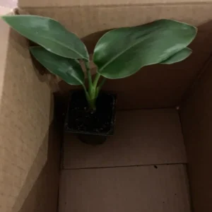 Orange Bird of Paradise Plant - Strelitzia Reginae - Tropical Flower - Rose Pot