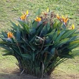 Orange Bird of Paradise Plant - Strelitzia Reginae - Tropical Flower - Rose Pot