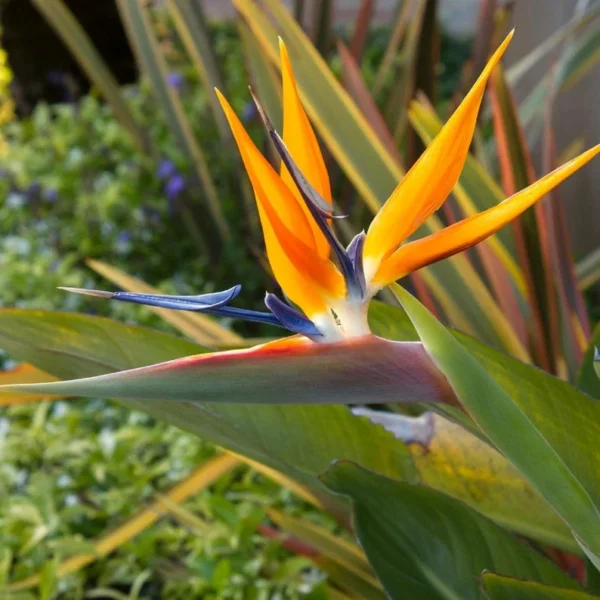 Orange Bird of Paradise Strelitzia Reginae - 4Pk 3 Inch Tropical Flower Plant