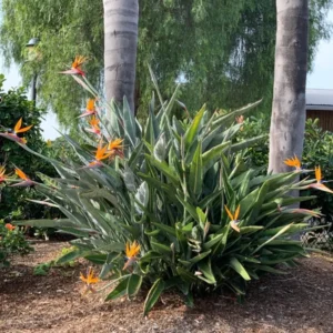 Orange Bird of Paradise Strelitzia Reginae - 4Pk 3 Inch Tropical Flower Plant