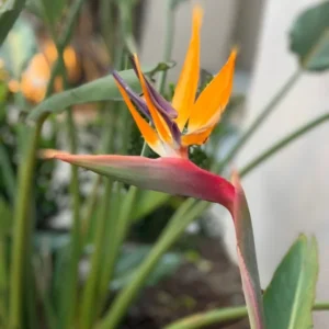 Orange Bird of Paradise Strelitzia Reginae - 4Pk 3 Inch Tropical Flower Plant