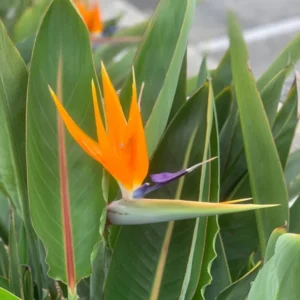 Orange Bird of Paradise Strelitzia Reginae - 4Pk 3 Inch Tropical Flower Plant