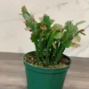 Orange Christmas Cactus 6 inch Live Plant Holiday Bloom