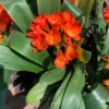 Orange Clivia Miniata Plant - Bush Lily Live Plant - 6" Pot - Vibrant Blooms