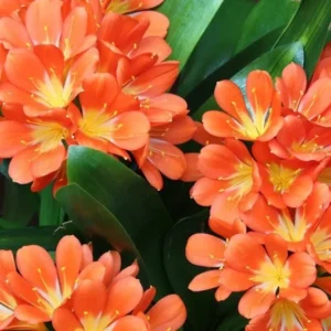 Orange Clivia Miniata Plant - Bush Lily Live Plant - 6" Pot - Vibrant Blooms