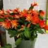 Orange Easter Cactus Live Plant - 2 Inch Pot - 5 Inch Tall - Spring Cactus