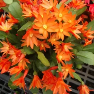 Orange Easter Cactus Live Plant - 2 Inch Pot - 5 Inch Tall - Spring Cactus