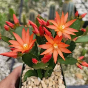 Orange Easter Cactus Live Plant - 2 Inch Pot - 5 Inch Tall - Spring Cactus