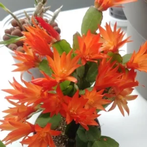 Orange Easter Cactus Live Plant - 2 Inch Pot - 5 Inch Tall - Spring Cactus