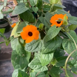 Orange Thunbergia Alata Vine Black Eyed Susan Plant - 6" Pot - Vibrant Blooms