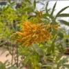 Orange Zest Jasmine Plant - Live Cestrum Aurantiacum - 5-7 Inch Night Blooming Plant