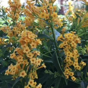 Orange Zest Jasmine Plant - Live Cestrum Aurantiacum - 5-7 Inch Night Blooming Plant