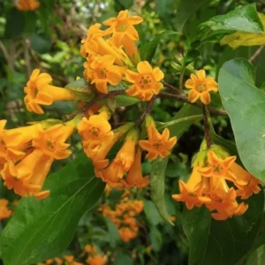 Orange Zest Jasmine Plant - Live Cestrum Aurantiacum - 5-7 Inch Night Blooming Plant
