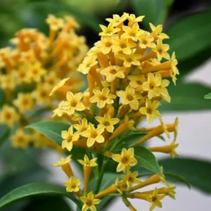 Orange Zest Jasmine Plant - Live Cestrum Aurantiacum - 5-7 Inch Night Blooming Plant