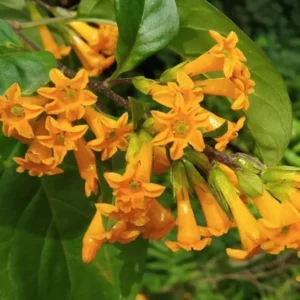 Orange Zest Jasmine Plant - Live Cestrum Aurantiacum - 5-7 Inch Night Blooming Plant