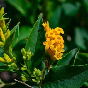 Orange Zest Jasmine Plant - Live Cestrum Aurantiacum - 5-7 Inch Night Blooming Plant