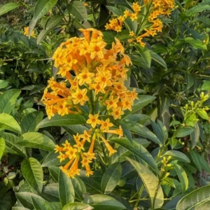 Orange Zest Jasmine Plant - Live Cestrum Aurantiacum - 5-7 Inch Night Blooming Plant