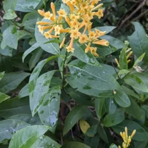 Orange Zest Jasmine Plant - Live Cestrum Aurantiacum - 5-7 Inch Night Blooming Plant