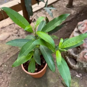 Orange Zest Jasmine Plant - Live Cestrum Aurantiacum - 5-7 Inch Night Blooming Plant