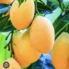 Organic Mango Tree Plant - Alphonso or Palmer Variety - Fruit Tree