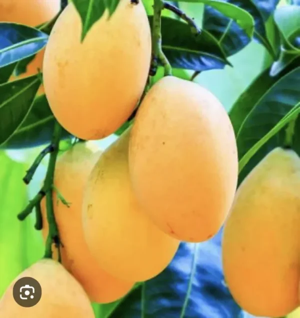 Organic Mango Tree Plant - Alphonso or Palmer Variety - Fruit Tree