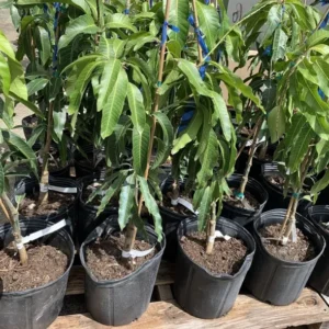 Organic Mango Tree Plant - Alphonso or Palmer Variety - Fruit Tree