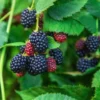 Osage Blackberry Plants Set of 2 - Live Blackberry Bushes for Planting - 4 to 6 Inch Tall - Garden Ready