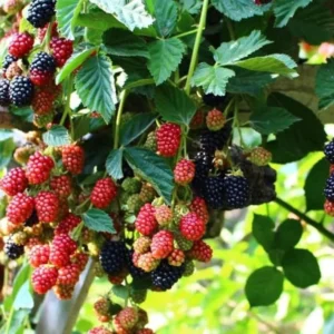 Osage Blackberry Plants Set of 2 - Live Blackberry Bushes for Planting - 4 to 6 Inch Tall - Garden Ready