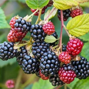 Osage Blackberry Plants Set of 2 - Live Blackberry Bushes for Planting - 4 to 6 Inch Tall - Garden Ready